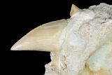 Otodus Shark Tooth Fossil in Rock - Eocene #174157-1